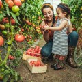 Organska proizvodnja paradajza: Postoje biljke sa kojima ne sme da se nađe u leji