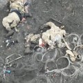 "Bodljikavi" masakr: Bodljikava žica im došla glave! (video 18+)
