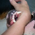 Čopor pasa lutalica napao porodicu - krvoločni kerovi ujeli dete