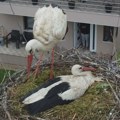 Bojno polje u Čačku: Retke ptice u žestokom klinču, komšije opisale dramu