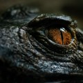 Daždevnjak, pa boa Boško a sada... "Uhvaćena" egzotična zverka VIDEO