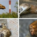 Dok je nestašna zebra jurcala po zoo vrtu oni su kulirali: Ovo su bile "reakcije" ostalih stanara zoo vrta