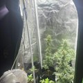 Krivična prijava i protiv državljanke Srbije Zasađena marihuana u dvorištu u Podgorici, uhapšeni osumnjičeni