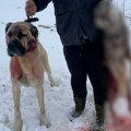Kangal spasio najveće stado na Pešteri (VIDEO)