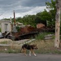 Zbog rata, psi na ulicama Ukrajine sve sličniji divljim životinjama