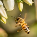 Glifosat ugrožava pčele: herbicid remeti moždanu funkciju oprašivača