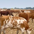 Pojavila se nova bolest koja kosi stoku! Prenosi se i na ljude: životinje odmah eutanazirane