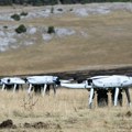 Srbija otvorila fabriku za borbene dronove! Najavljena još tri pogona: Proizvodiće se i za Vojsku Srbije i za izvoz