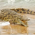 Muškarca (71) usmrtio aligator dok je pecao: Užas u Americi, spasioci jedva izvukli telo