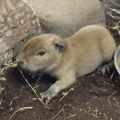 Kapibare iz zoo-vrta u Edinburgu dobile trojke, a zaposleni otkrivaju da njihovi životi liče na sapunicu