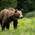 BiH: U kupresu auto uplašio medveda, a on prolaznike