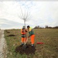 Deset stabala crvenolisne šljive Inženjerska komora Srbije donirala gradu Kragujevcu