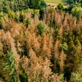 Ko je krivac za sušenje drveća širom Srbije?
