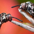 Životinje: Dremka pčela, proždrljiva muva i insekt ‘ – najbolje fotografije insekata