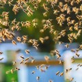 Horor u Francuskoj! Roj pčela napao 24 osobe, troje u kritičnom stanju!