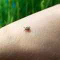 Posle šetnje obavezno proverite kožu: krpelji su već svuda! Kada se zakače, krv sisaju i do sedam dana!
