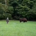 Bizon oborio turistu u šumi: Domišljata reakcija jednog čoveka spasila sve, izbegnuta tragedija u minuti (video)
