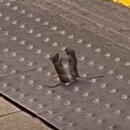 Tuča miševa na stanici: Neverovatna scena u londonskom metrou, dva glodara u klinču oko hrane naočigled mase putnika! Pljušte…