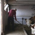 Milanove lepotice jedine u Srbiji daju organsko mleko: Imaju poseban tretman, ali sav trud se isplati, evo kolike su subvencije