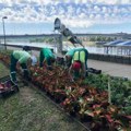 (Foto) generalno prolećno ulepšavanje grada Zelenilo počelo sadnju 100.000 sadnica cveća!