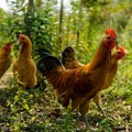 Banda od 100 divljih kokošaka teroriše selo: Izlaze iz šume, bude meštane i uništavaju bašte