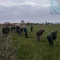 Sadili sadnice bagrema u Lipovici