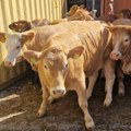 Stočari: HITNO izgradite luku na Dunavu za utovar goveda i ovaca