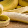 Tropski raj u Obrenovcu: Banana porodice Savić dostigla više od šest metara i postala prava atrakcija