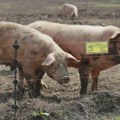 RZS: U Srbiji za godinu dana smanjen broj svinja za skoro 20 odsto