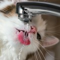 Sipali ste maci čistu vodu, ali ona gura glavu pod slavinu? Pet razloga zašto mačke obožavaju vodu sa česme