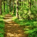 U Srbiji raste misteriozna prašuma, većina nikad nije čula za nju! Ako želite da je posetite, morate da ispoštujete…