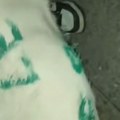Užas u Jagodini Maloletnici uništavali imovinu u Gimnazijskom parku, pa se iživljavali nad psom (video)