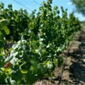 U vinogorju Fruške gore proizvode se organska i biodinamička vina