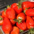 Uzgajivači jagoda u leskovačkom kraju očekuju manji rod zbog temperaturnih kolebanja