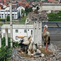 Novi Sad dom jedne od najvećih kolonija belih roda u Evropi: Čak 75 aktivnih gnezda