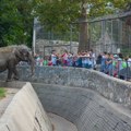 Velika obnova Beo zoo-vrta: Novi sadržaji i četiri foke i lenjivac stižu na Kalemegdan