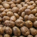Evropi preti nestašica krompira, a Srbija zavisi od uvoza: Evo šta će biti sa cenama