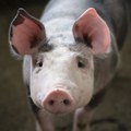 Pojačane mere nadzora i kontrole uvoza svinjskog mesa, apel građanima da koriste samo deklarisane proizvode