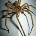 Kustos američkog muzeja optužen za krijumčarenje paukova i škorpiona iz Turske