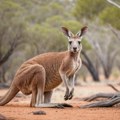 Vic dana Australijom skače ženka kengura i na svakih 100 metara stane...