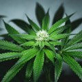 Zaplenjena marihuana u Crnoj Gori vredna oko deset miliona evra, policija traga za još osoba