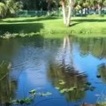Jeziva stvorenja isplivala na površinu jezera Pojavile se misteriozne grudve u obliku želatina, kupači bežali u panici! (foto)…