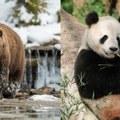 „Kuma” – kandži za medveda simbol godine u Japanu