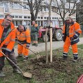 OZELENJAVANJE Kragujevca: U toku sadnja 300 stabala (FOTO)