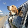 Puštate psa da se vozi sa glavom van prozora? Vlasnicima zabavno, a ljubimce košta zdravlja