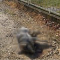 Ko truje vlasničke pse u Prokuplju? Za nekoliko dana pobio osam životinja