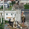 Novosadske rode oborile novi rekord! Posle velikog priznanja, od sada će „leteti“ i na poštanskim markama