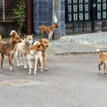 Sve više ujeda pasa na području Nišavskog okruga, za četiri godine skoro dupliran broj