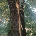 Grom zapalio strujomer i rascepio topolu od 30 metara