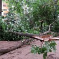 U Bačkoj Palanci 3.100 objekata ima štetu od nevremena, polomljeno pola miliona stabala drveća